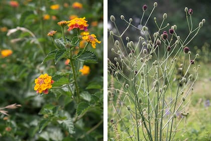 Nativas como Lantana camara y Eryngium sanguisorba generan un paisaje natural y requieren poco mantenimiento