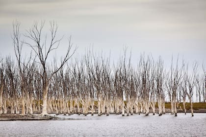Naturaleza muerta: restos de lo que fue una plantación de tamariscos en Epecuén.