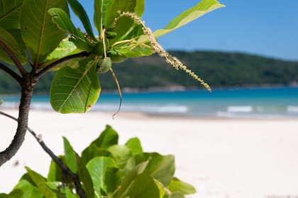 Naturaleza virgen en Lopes Mendes.