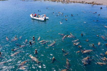Navegación en Islas Blancas para ver de cerca lobos marinos