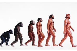 ¿Qué naturalista presentó pruebas que apoyaron la teoría de la evolución de Darwin?