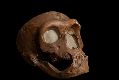 Un cráneo de neandertal. La especie vivió junto a nosotros durante miles de años hasta que se extinguió hace unos 40.000 años.