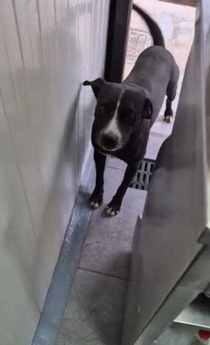 Negrito emocionó a todos con su forma de pedir comida (Foto: Captura de video)