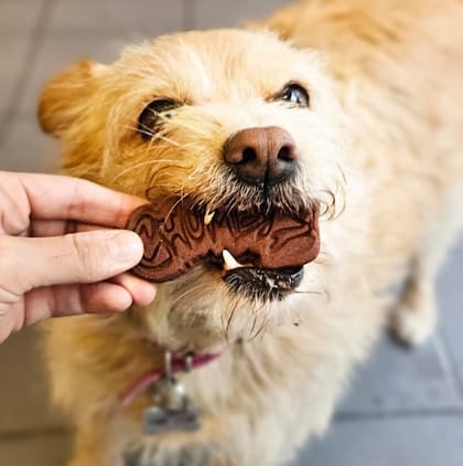 Negro Café El Salvador presentará “Tarde de perros”, una experiencia pensada para compartir la merienda con mascotas