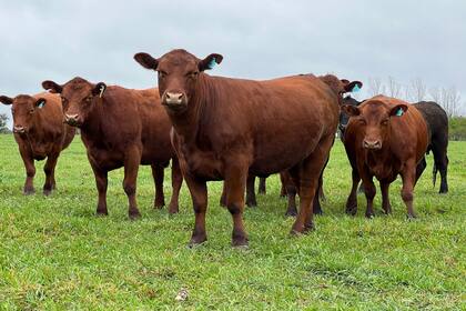 Del tambo a la cima: Jorge Neifert y su trayectoria en el agro entrerriano