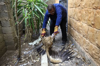 Se cree que el ave se perdió en busca de alimento. Hisham al Hut se encarga del cuidado de Nalson, a quien controla en forma diaria para su recuperación