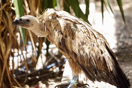 Hut cree que Nelson podría recobrar la libertad en dos meses, cuando se haya recuperado y cure el ala que se rompió durante el viaje