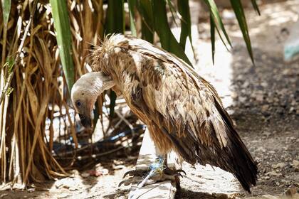 El Fondo de Fauna y Flora Silvestre (FWFF) le colocó en 2018 al buitre un anillo, lo equipó con un emisor por satélite, y luego lo soltó para ver hasta dónde llegaba y poder controlarlo