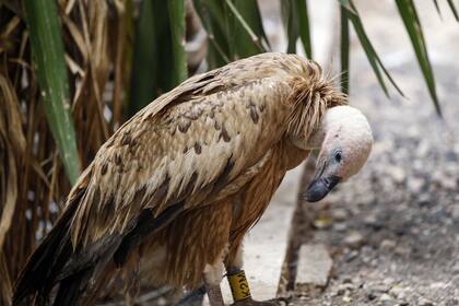Cuando el Fondo de Fauna y Flora Silvestre de Bulgaria se enteró que Nelson era un prisionero de guerra, enviaron a Hisham al Hut, un yemení, para que buscara al buitre y le explicara a los combatientes que no era un espía