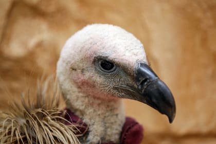 Actualmente el buitre recupera fuerzas en Saná gracias a los cuidados de Hut, "Cuando lo recogimos estaba en muy mal estado", había adelgazado y tenía un ala rota