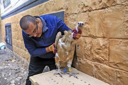 Así fue cómo Nelson se convirtió en prisionero de guerra, un ave espía