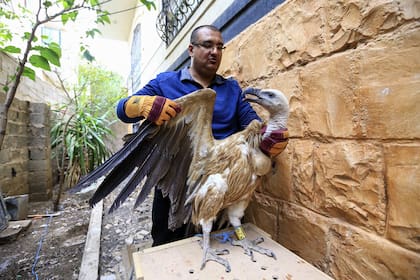 Un buitre leonado procedente de Bulgaria entró en Yemen, un país desgarrado por la guerra, en busca de comida y terminó en manos de combatientes que lo encarcelaron un tiempo bajo sospecha de espionaje