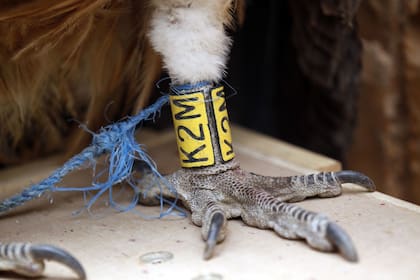 Para Hisham al Hut, cruzar la zona de guerra no fue fácil y tardó 12 días en lograrlo. El pájaro partió de Bulgaria y sobrevoló Turquía, Siria, Jordania y Arabia Saudita antes de llegar a Yemen, donde el FWFF perdió su rastro