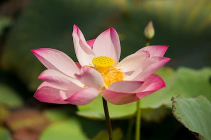Nelumbo nucifera es la flor nacional de Camboya y tiene múltiples usos.