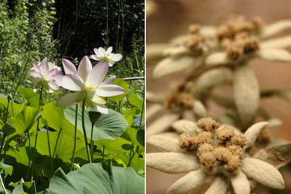 Nelumbo y Edelweis