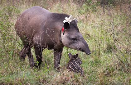 Nena, una hembra de tapir reinsertada en el Iberá, junto a su cría