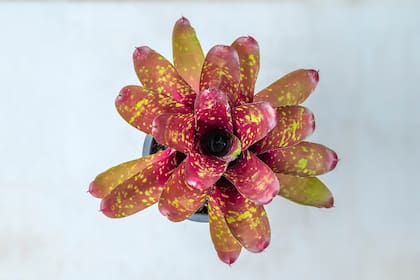 Neoregelia hybrid bromeliad plant, a cross between N. Cruenta and N. Marmorata, with attractive red and green foliage	