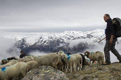 Los pastores llevan a sus ovejas a través de las montañas entre Italia y Austria, una antigua tradición estacional para acceder a diferentes pastos.