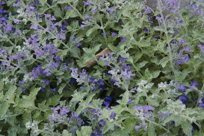 Nepeta racemosa, una herbácea de hojas muy aromáticas.