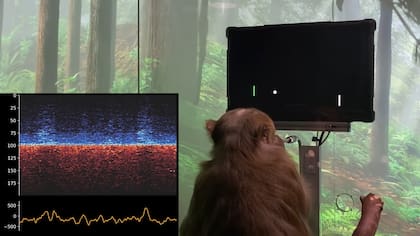 Neuralink asegura que su implante permite a un macaco jugar a Pong con la mente (Foto: Captura de video)