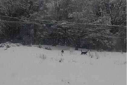 Una moderada nevada en Ushuaia sorprende a los habitantes en plena primavera