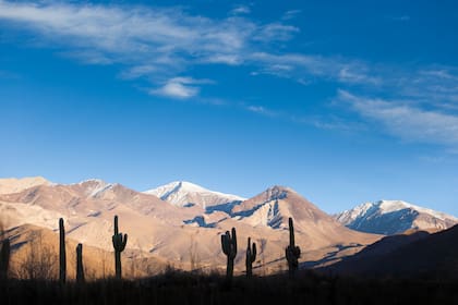 Nevado de Cachi, entre cardones.