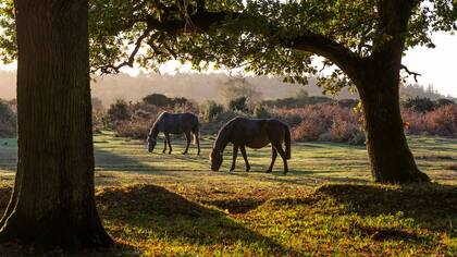 New Forest.