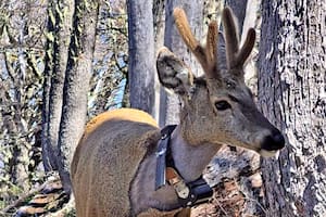 Newenche, el huemul que fue visto en la ruta 40
