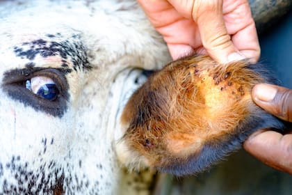 Según informa el Senasa, la garrapata es un ectoparásito que se alimenta de sangre y otros fluidos de los animales que parasita. Se encuentra distribuida en casi todas las regiones ganaderas del mundo de zonas templadas, subtropicales y tropicales y “genera muchos inconvenientes en la producción ganadera, desde pérdida de productividad en kilos de carne, hasta la mortandad de la hacienda por la conocida tristeza bovina, enfermedad transmitida por este vector”