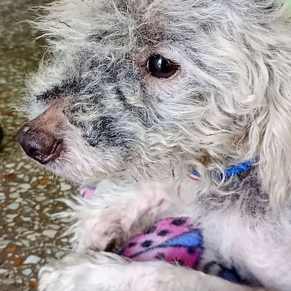 "Ni bien lo traje a casa, empezó a mover la cola en señal de agradecimiento".