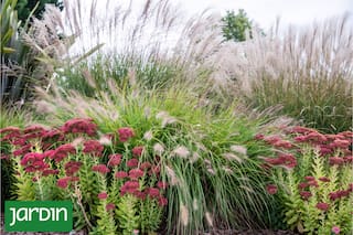 Seis especies infalibles recomendadas por un paisajista