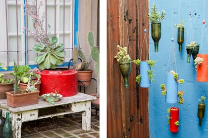 Ni la sombra, ni el cemento, ni el olvido: cuando una planta quiere vivir, lo hace hasta en la grieta de una pared