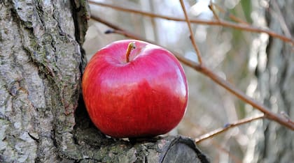 Ni naranja ni frutilla, la fruta prohibida por algo es la manzana