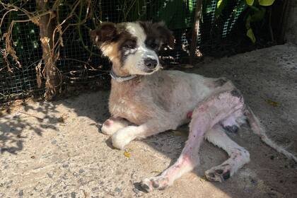 "Ni siquiera sabe lo que es dormir adentro de la casa, mucho menos en un colchón. Los años de maltrato hicieron estragos".