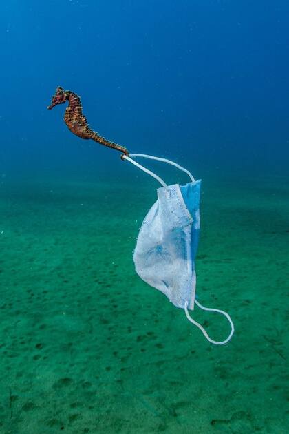 Nicholas Samaras captó esta imagen de cómo la pandemia llegó al fondo del mar