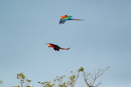 Nico Guastavino (CLT Argentina)