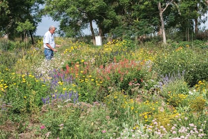 Nicolás Mulcahy creó el Proyecto Mainumbi que busca generar hábitats adecuados para atraer mariposas.