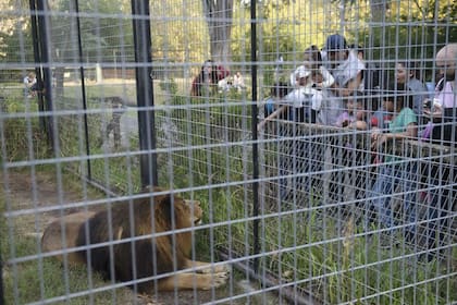 Nicolás murió en el zoo de La Plata