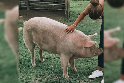 Nicole Neumann presentó en las redes a Pepa, la cerda que rescató: "Su inteligencia se puede comparar con la de un niño de tres años"