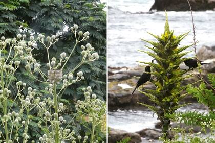 Nido de un picaflor gigante en Eryngium paniculatum (izquierda), ejemplo de fauna y flora conviviendo en el jardín. Tordos en las flores de Puya chilensis (derecha).