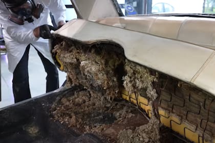 Nidos de ratas y restos de años sin mantenimiento ni limpieza