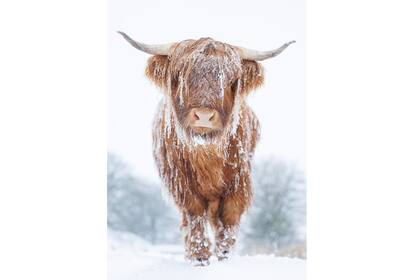Una vaca de las tierras altas camina en la nieve en un páramo galés en la montaña Manmoel en Ebbw Vale