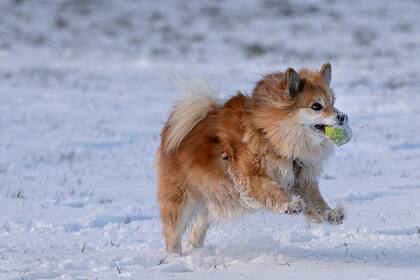 Un perro juega en la nieve en el Fuerte de Charlottenlund, al norte de Copenhague, Dinamarca