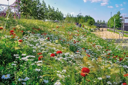 Nigel Dunnett es un gran promotor de los jardines naturalistas como elementos para sumar calidad de vida a los habitantes de las ciudades.