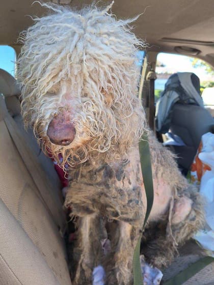 Nikka: su estado de salud asombró a todos.