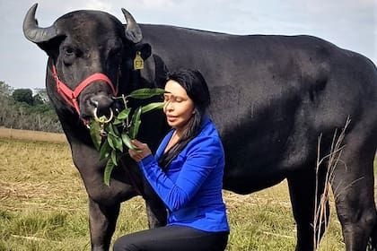 Nilda Silva con ejemplares de búfalo, en el Centro Integral de Inseminación Artificial Bubalino, en Corrientes