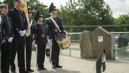 Nils Olav III se convirtió en la mascota de la Guardia Real de Noruega, una tradición que surgió en 1961