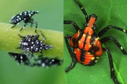 Ninfas jóvenes (izquierda) y ninfas adultas (derecha). (Elizabeth McCarty, University of Georgia)