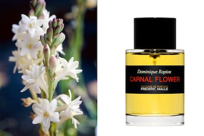 Ningún aroma iguala el del nardo