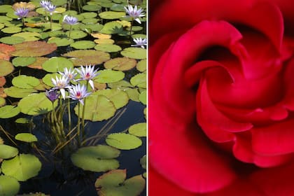 Ninphaea y rosa